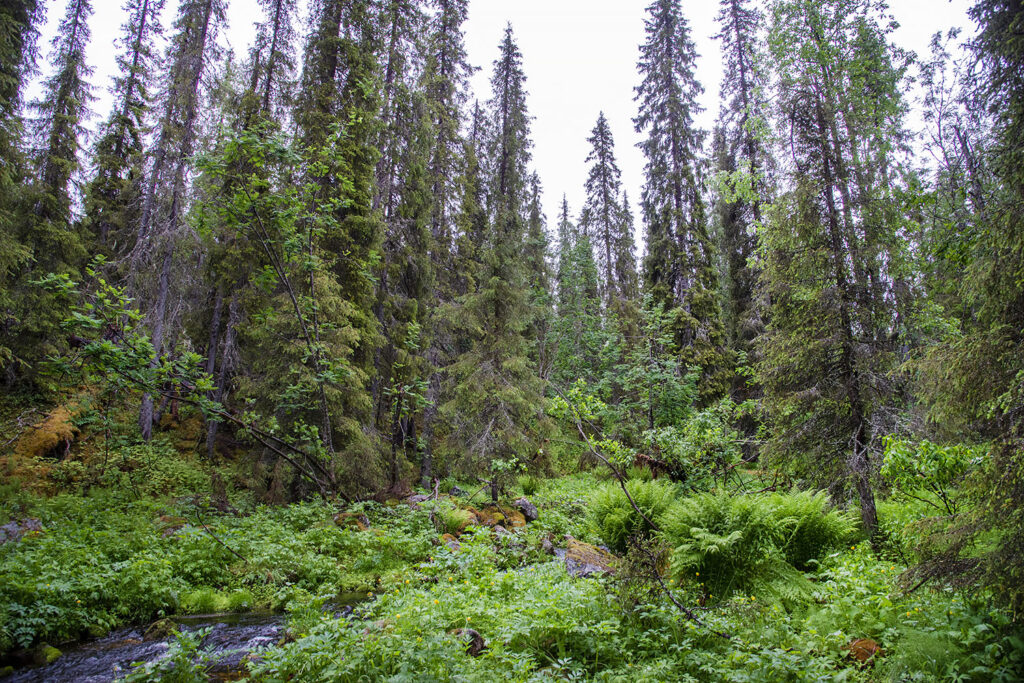 Mature spruce forest